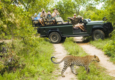 Ultimate Wildlife Safari in Sri Lanka: Where to Go and What to Expect